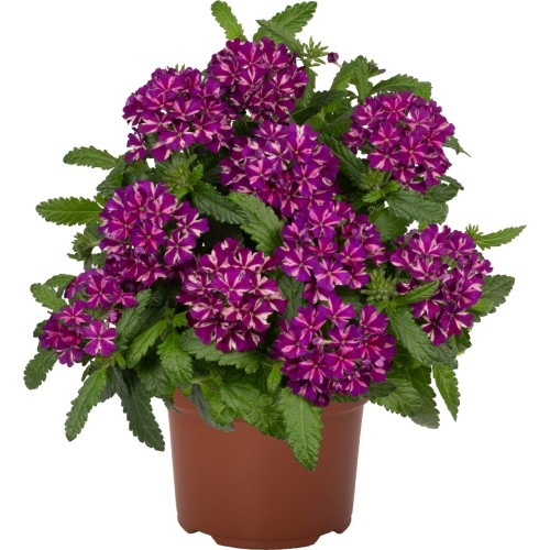 Verbena 'Empress® Flair Blue Star' - Aed-raudürt 'Empress® Flair Blue Star' P9/0,55L